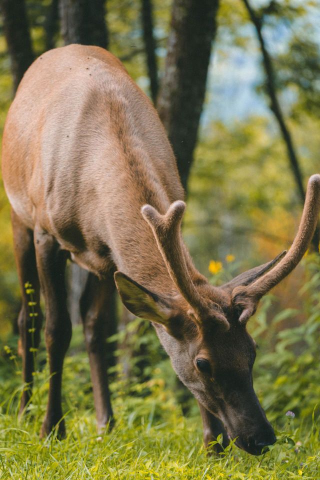 Beautiful brown colour deer