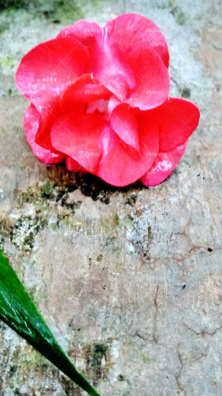 red flower