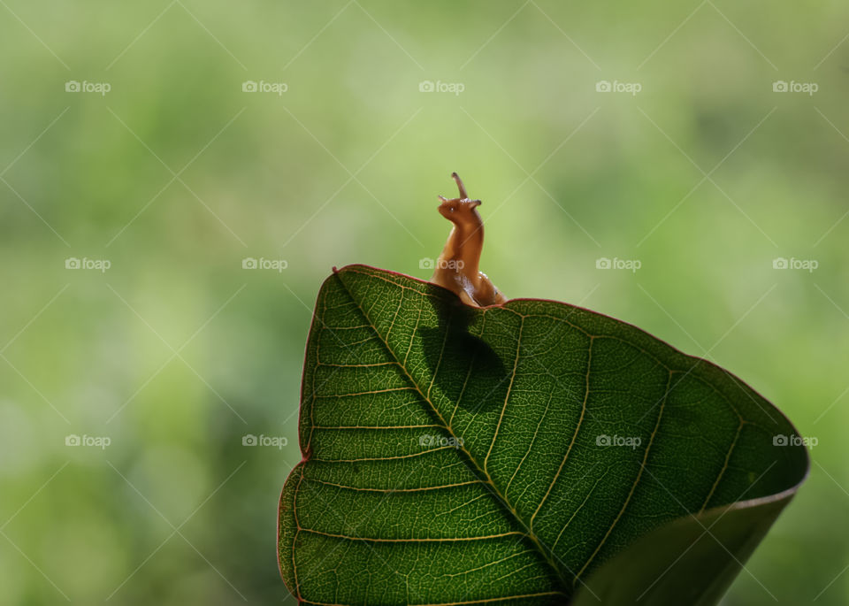 snail hiding in leaves