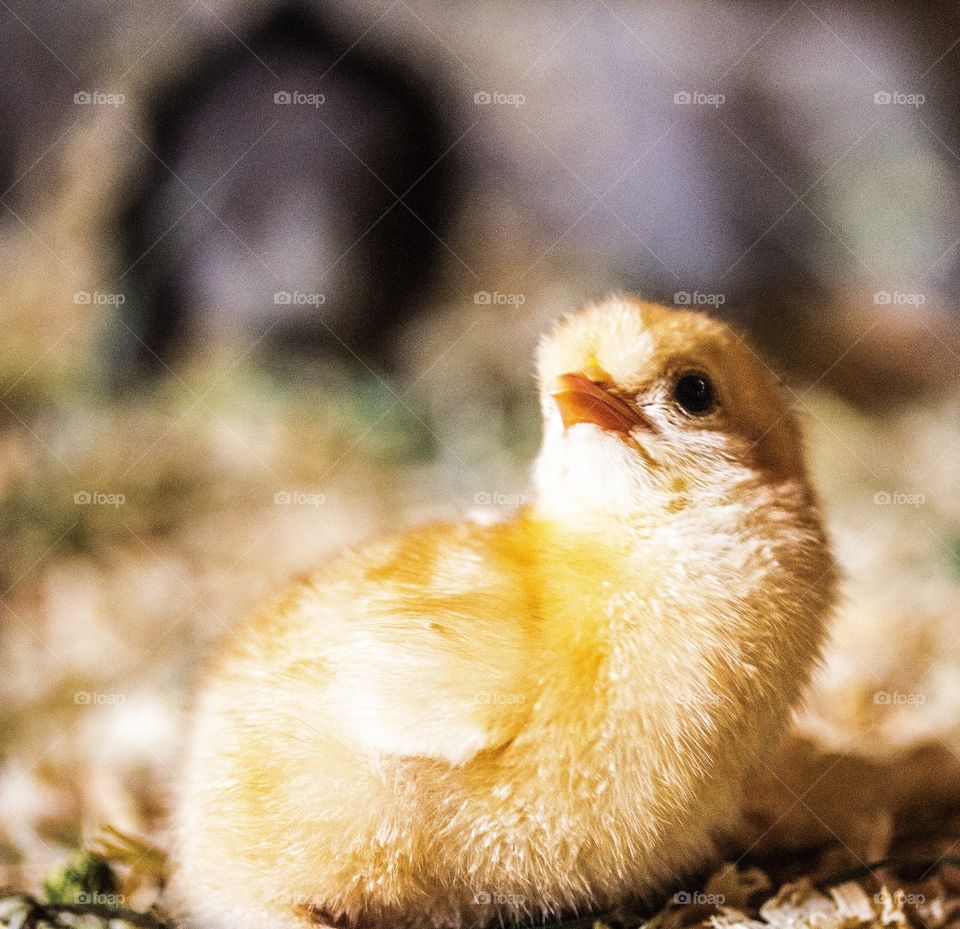 Newly hatched chicken