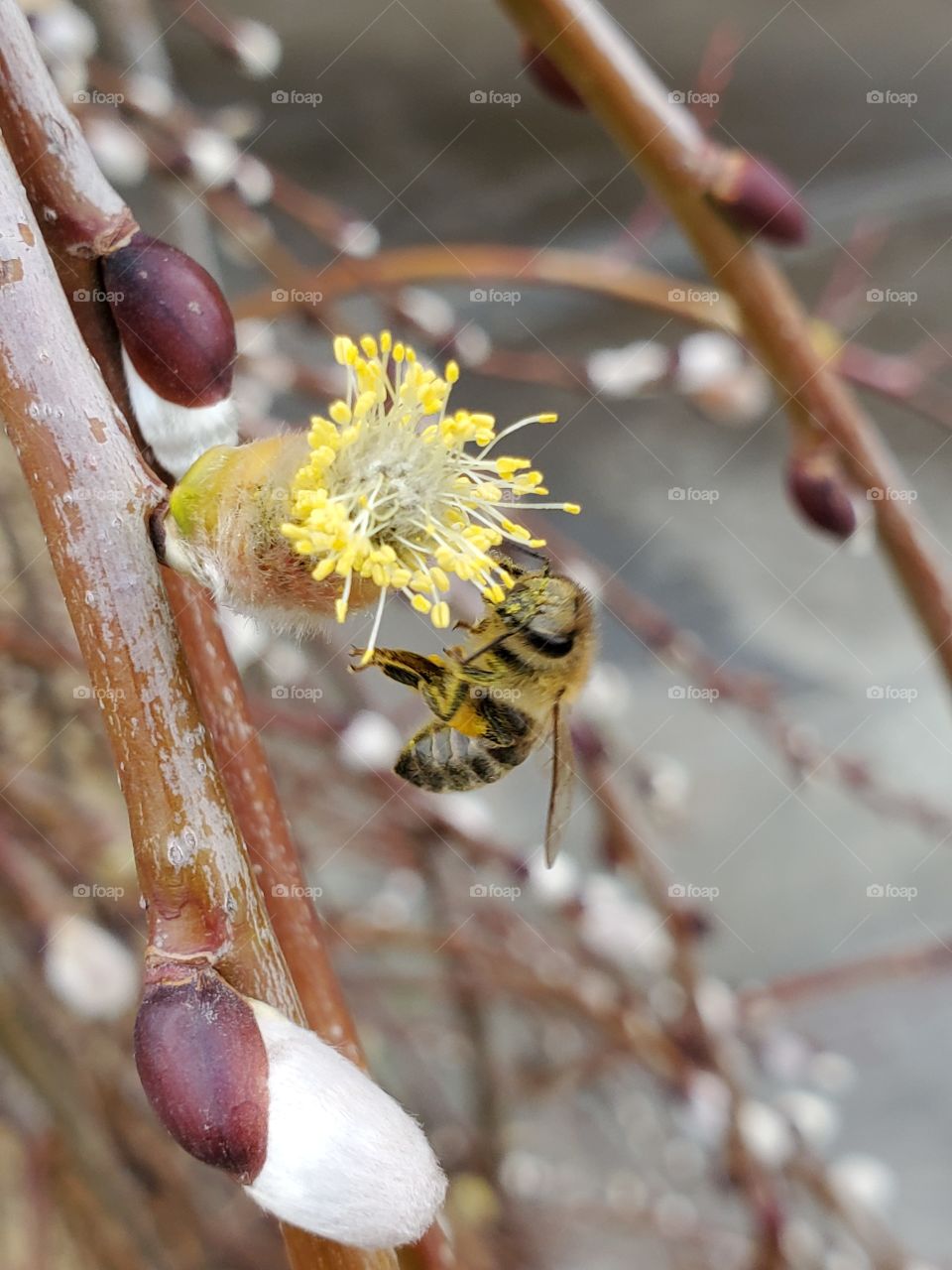 Bee on a willow tree