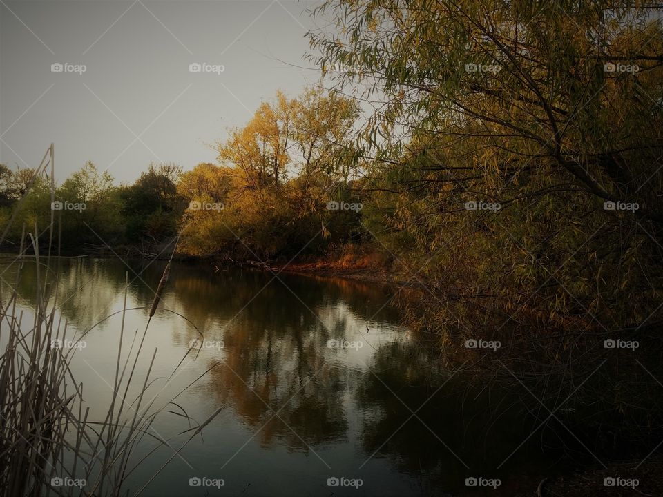 Fall Forest Pond