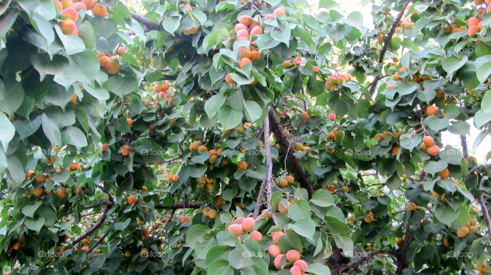 Apricot tree