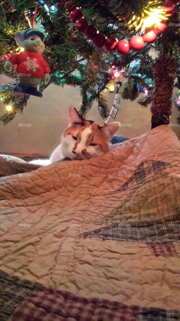 Christmas Cat. My cat, Riley, is obsessed with laying under the Christmas tree. She's adorable when she does this.
