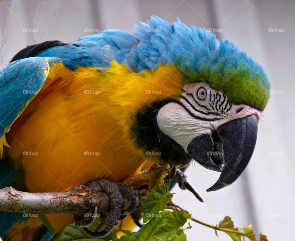 Macaw parrot perching on the tree branch