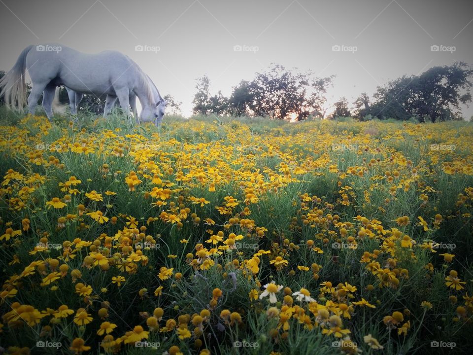 Horses Grazing in Wildflowers