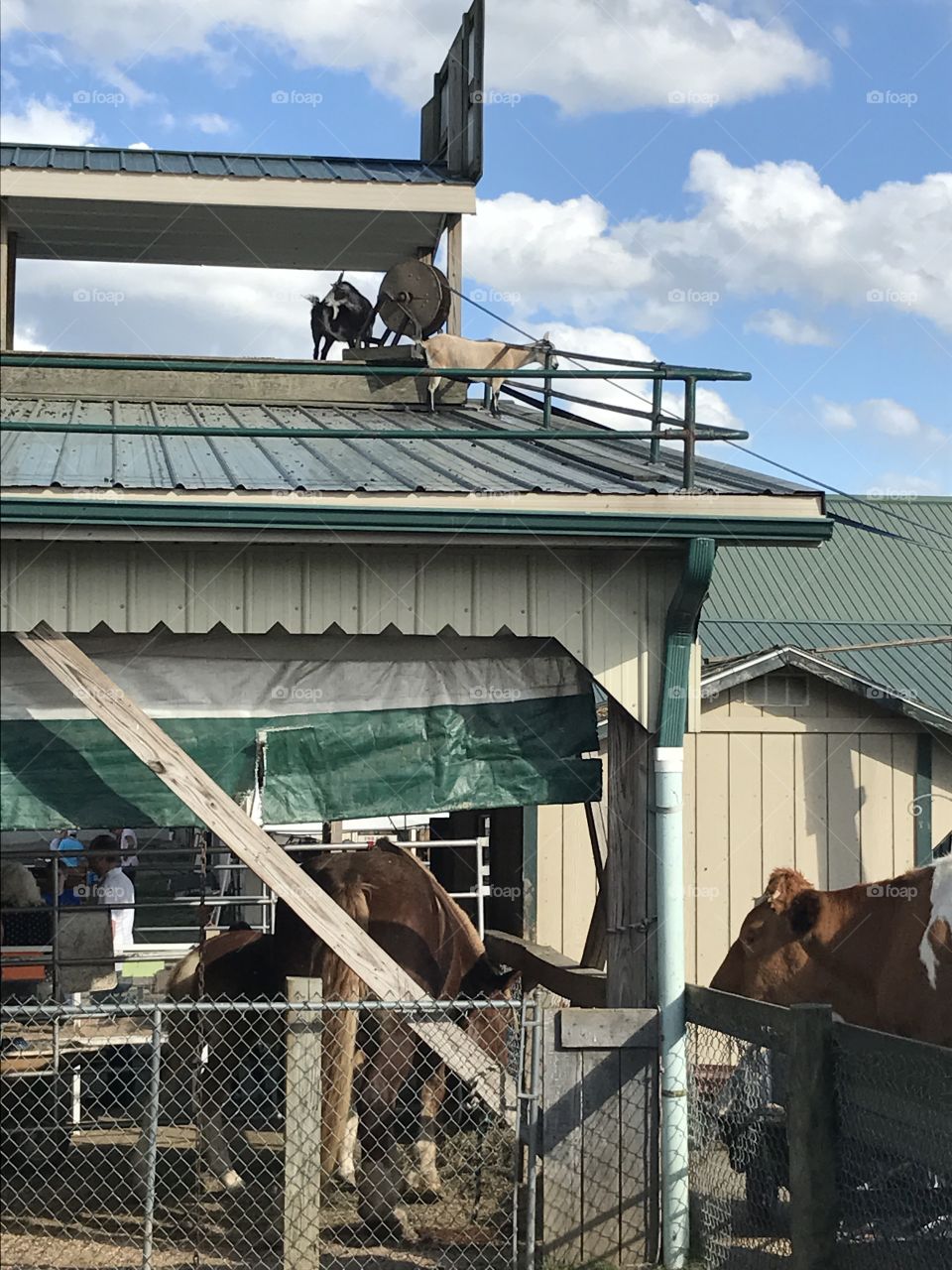 Goats on the roof 