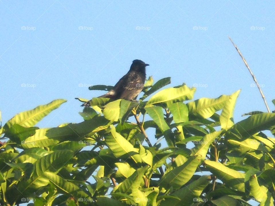 The red-vented bulbul is a member of the bulbul family of passerines. It is resident breeder across the Indian subcontinent, including Sri Lanka extending east to Burma and parts of Tibet.