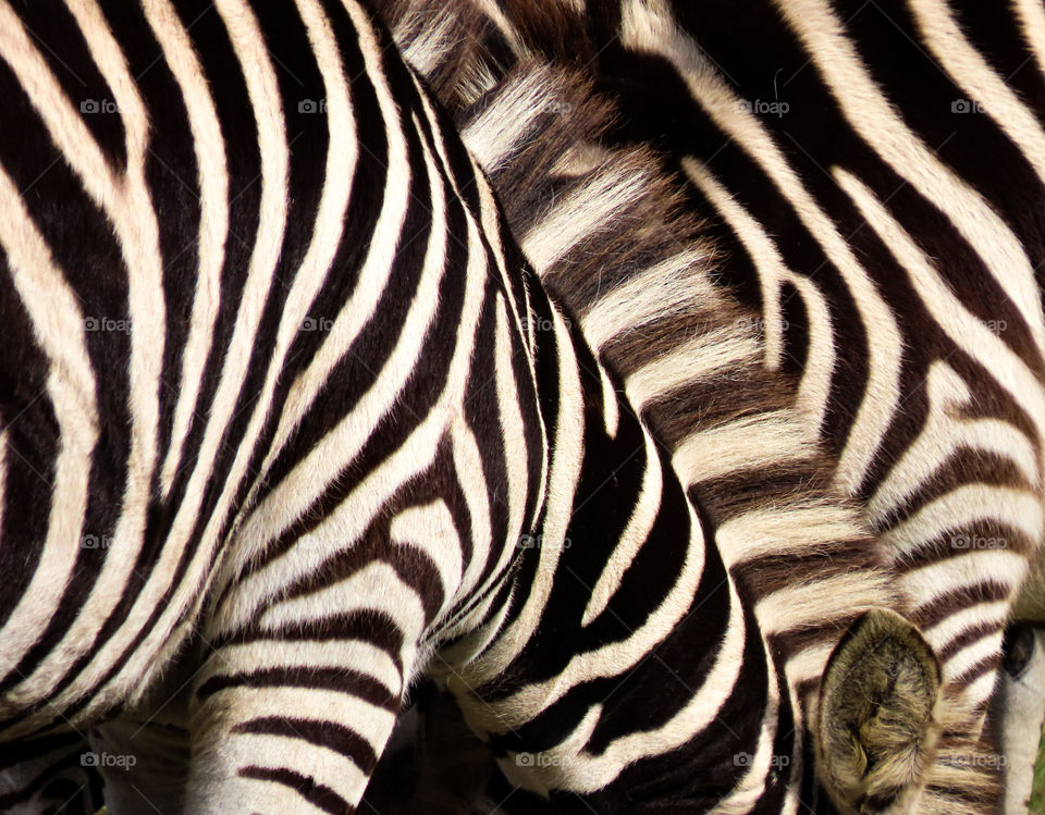 Zebra closeup