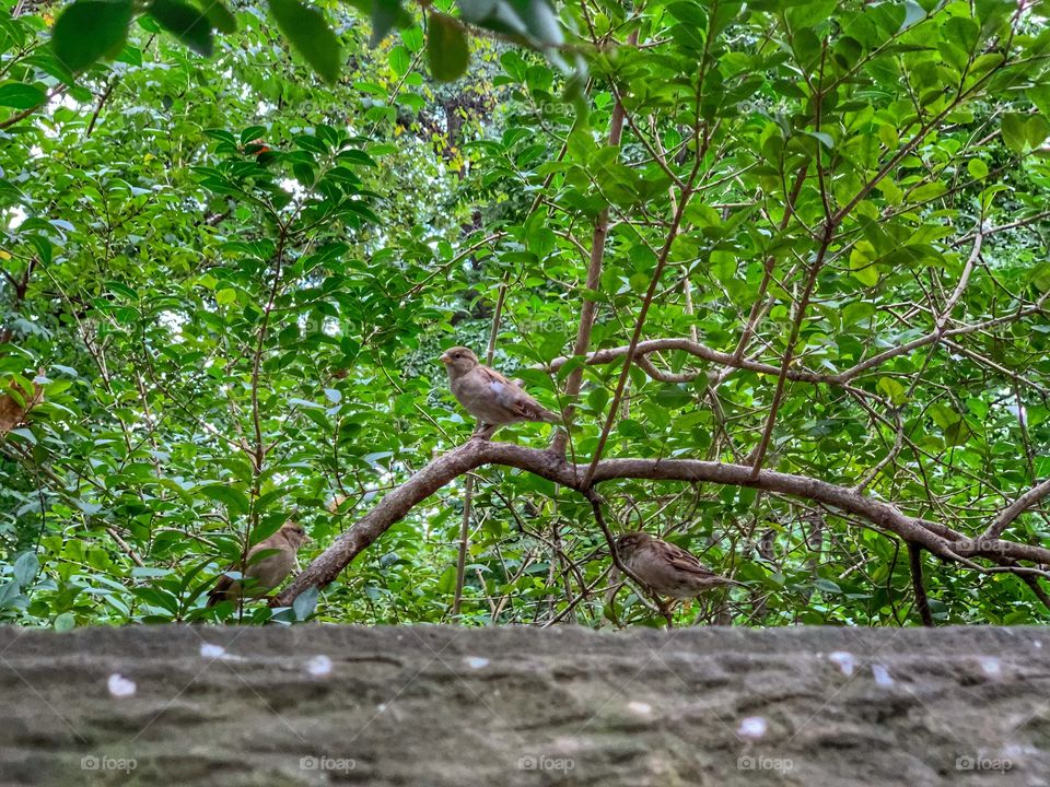 Three sparrows standing in the branch. Getting together in the afternoon season. Green leaves.