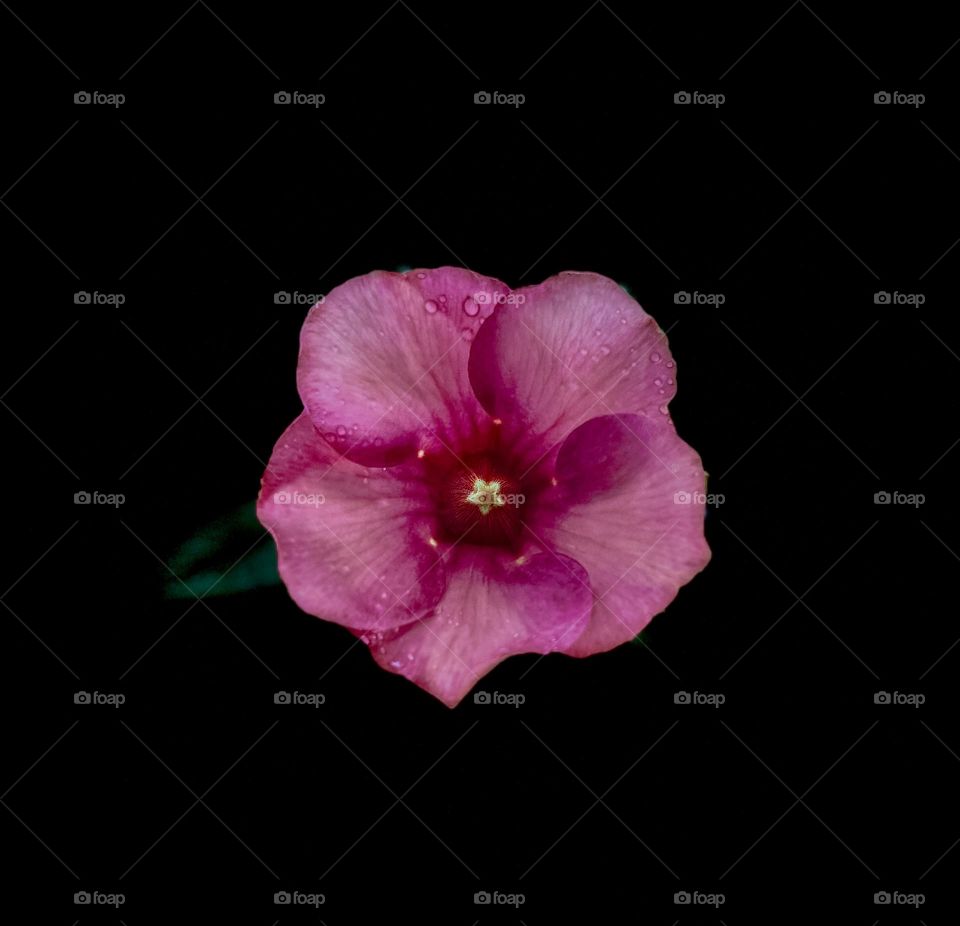 Flower photography - Allamanda- Pink petals 