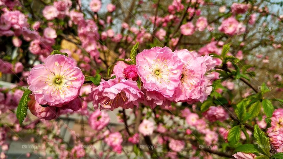 This is the one of my favorite flower. nice and awesome picture.  wonderful moment. It's  pretty good. Great Weather.  Spring.