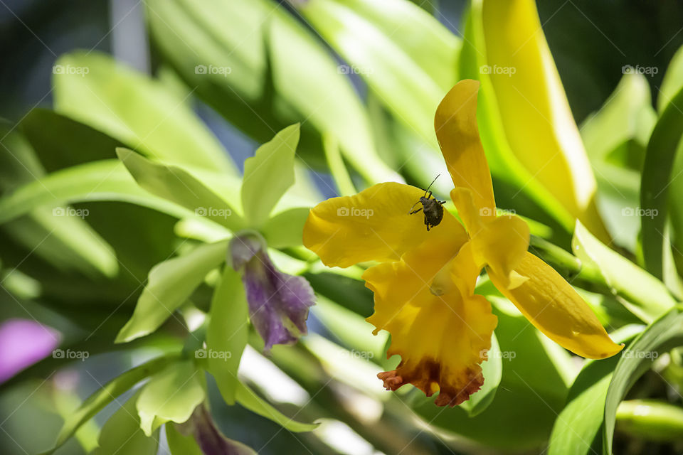 Insect on yellow flowers in the garden.