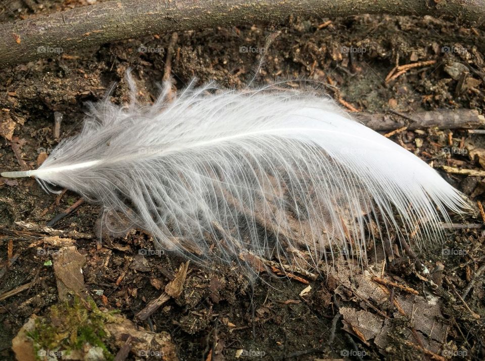 White feather 