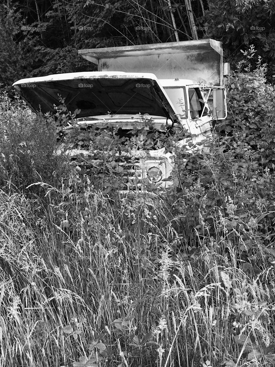 An old abandoned truck lost in time being overgrown by the forest 