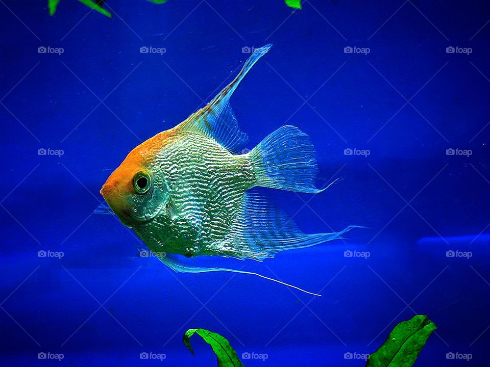 Triangles.  Triangular fish "Scalaria" swims in blue water. Triangles in nature