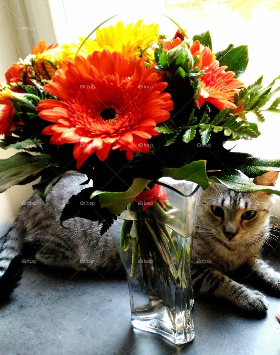 Cat and the flowers goes well together 