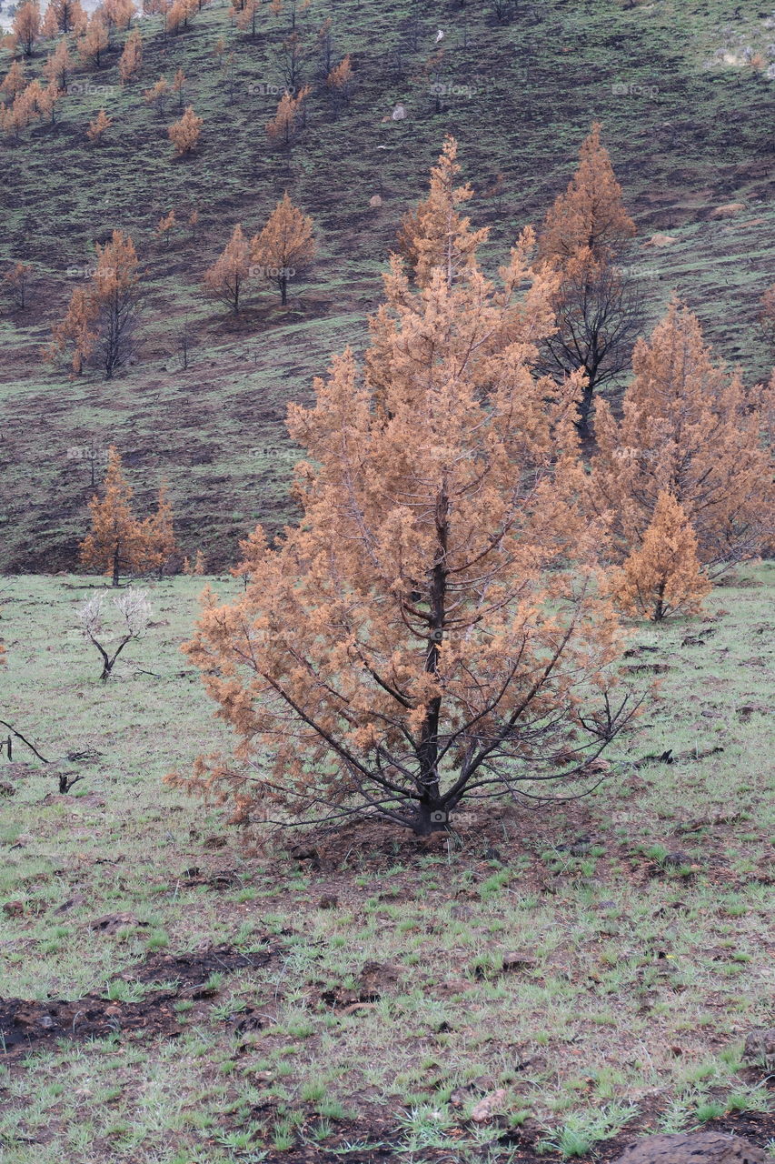 The aftermath of a fire a year ago leaves a forest of juniper trees blackened and contrasting with fresh green spring grass on a hill overlooking Central Oregon farmland.