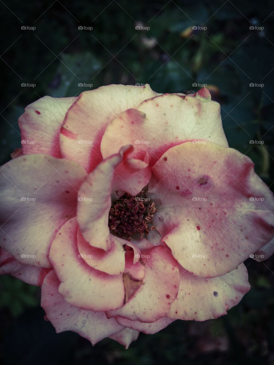 vintage pink rose, close-up