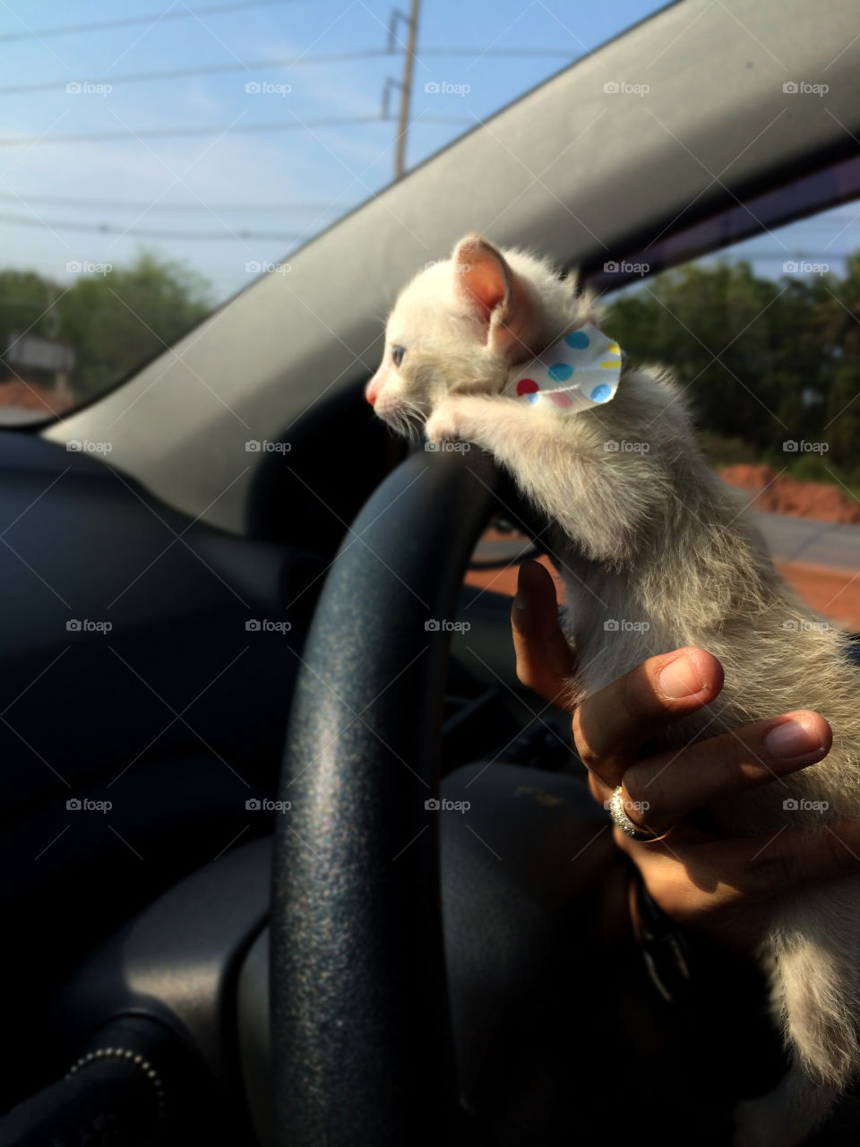 Kitty in a car