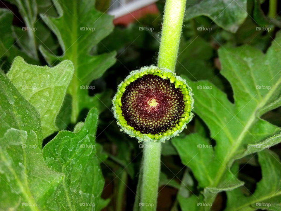 flower plants