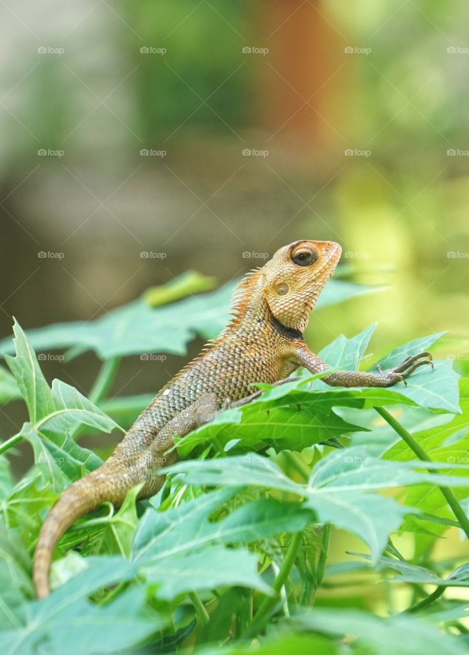 lizard in the yard