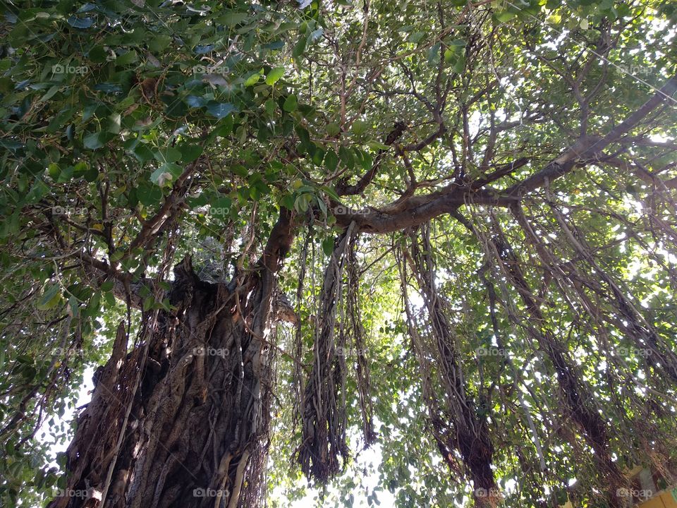 banyan tree shoot