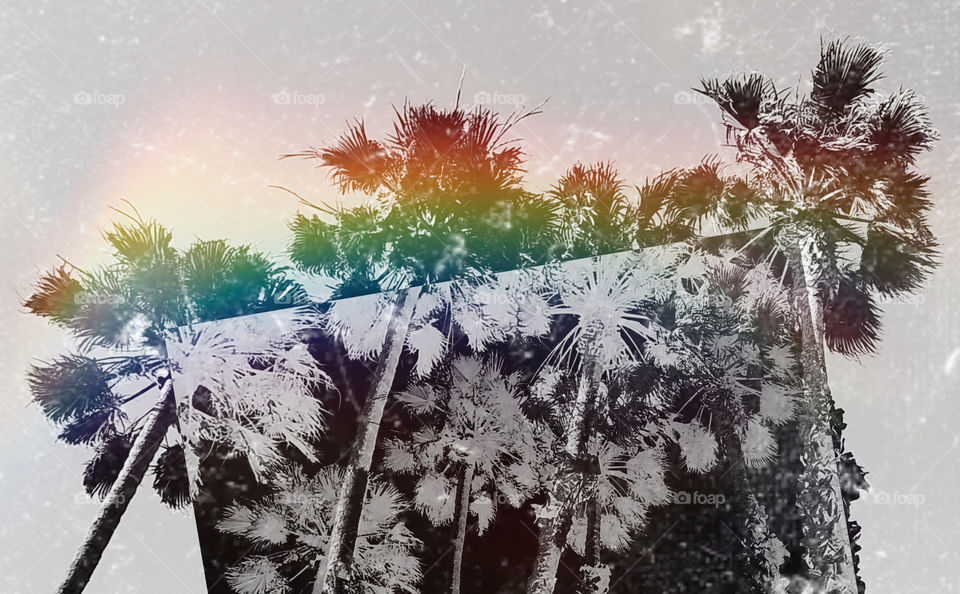 Palm Paradise Collection