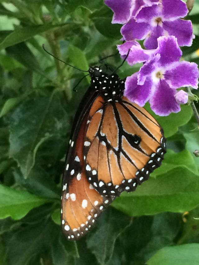 Monarch on Purple