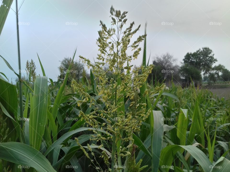 wow! Flower in morning good seen in this field photos. Yellow green flower are show.