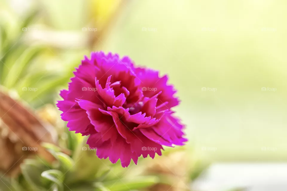 Flower