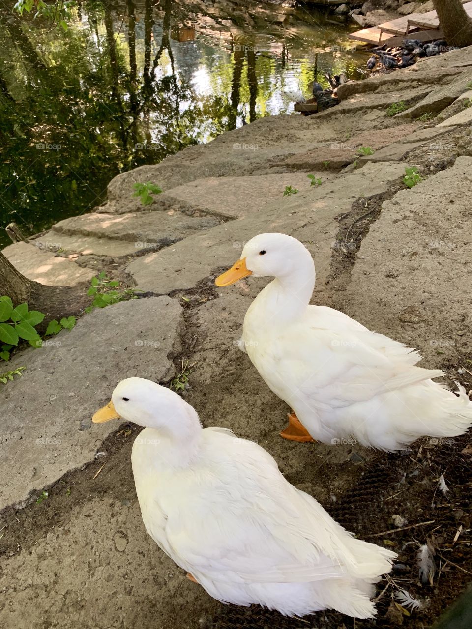 a pair of white ducks on the shore of the pond