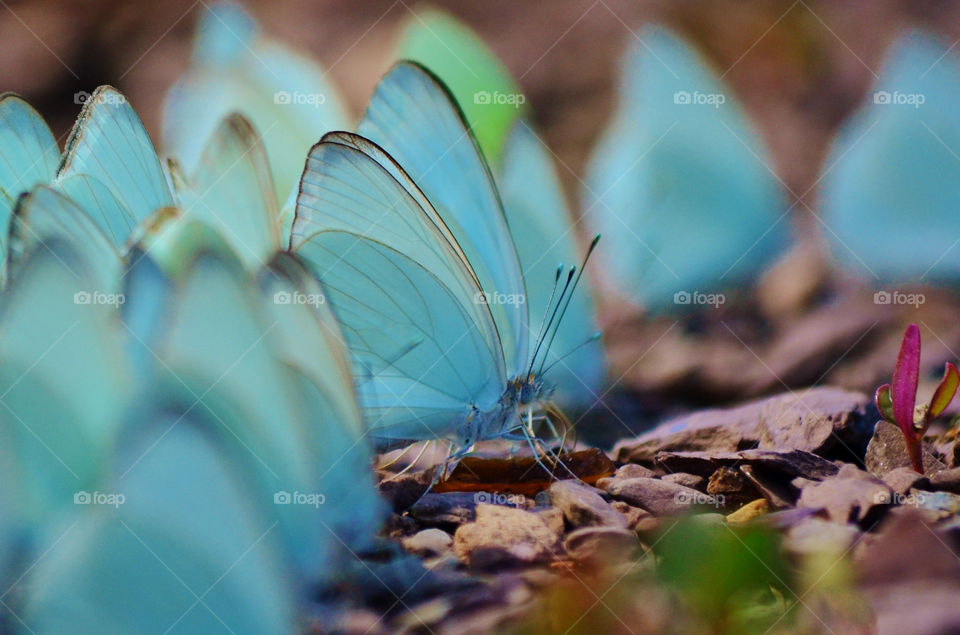 blue butterflies