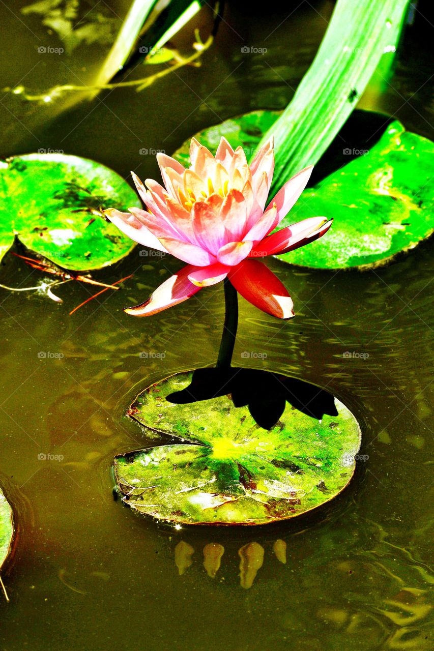Beautiful view of a water Lilly 
