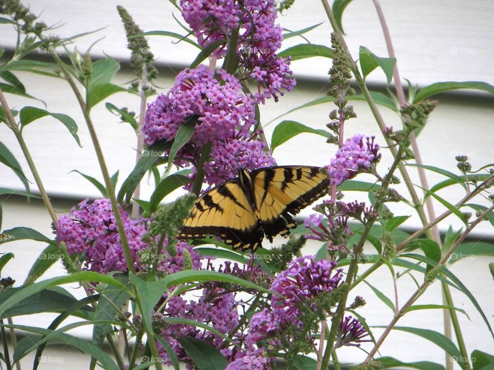Yellow and black butterfly