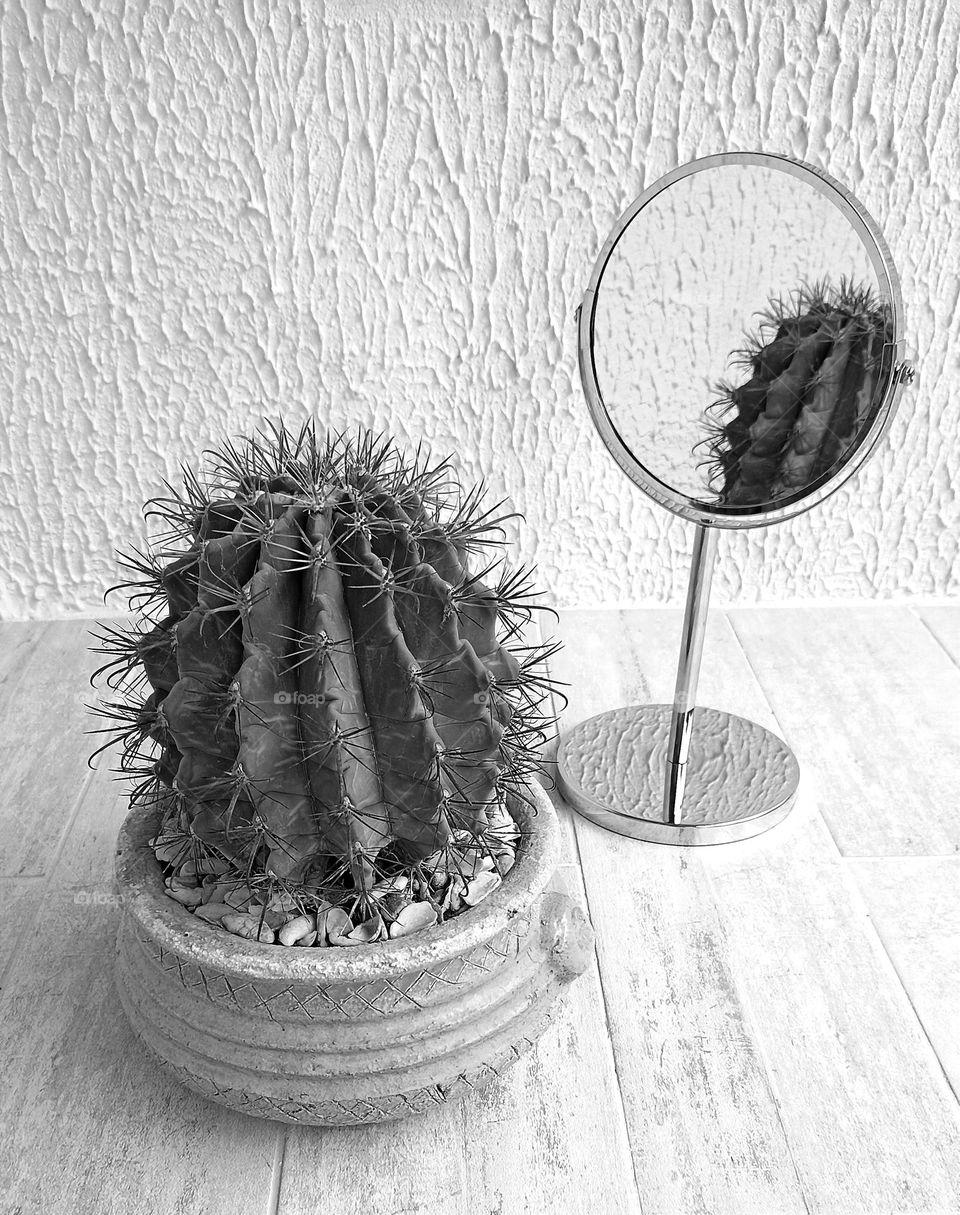 cactus house plant in pot and reflection black and white background