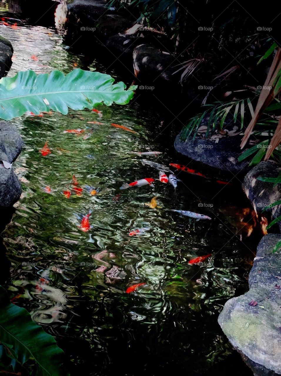 A koi fish pond in a garden