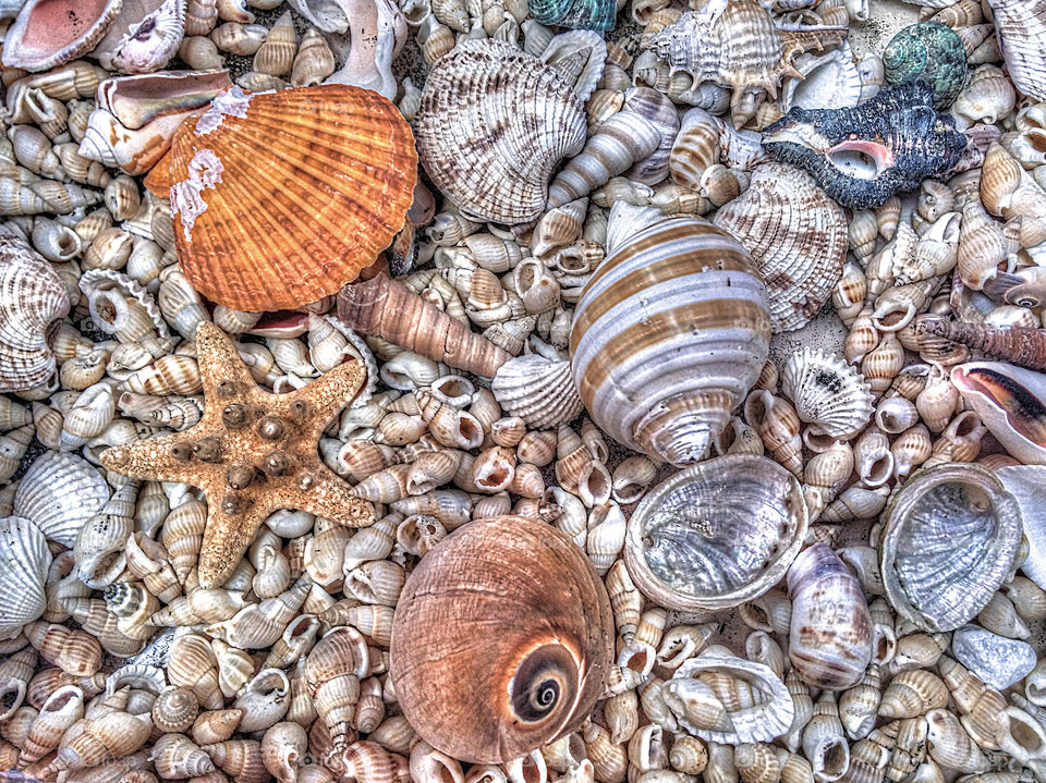 shells collection