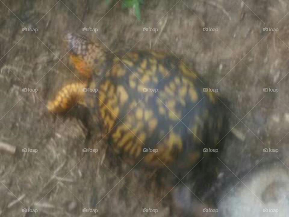 Turtle Pal
