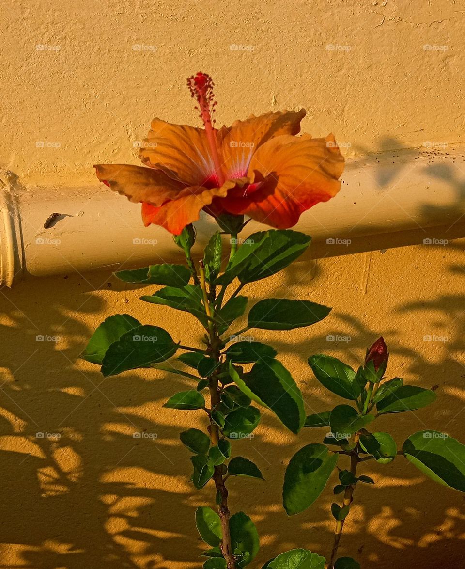 beautiful ❤ peach coloured hibiscus🌺 flower 🌺🌻🌹🌷