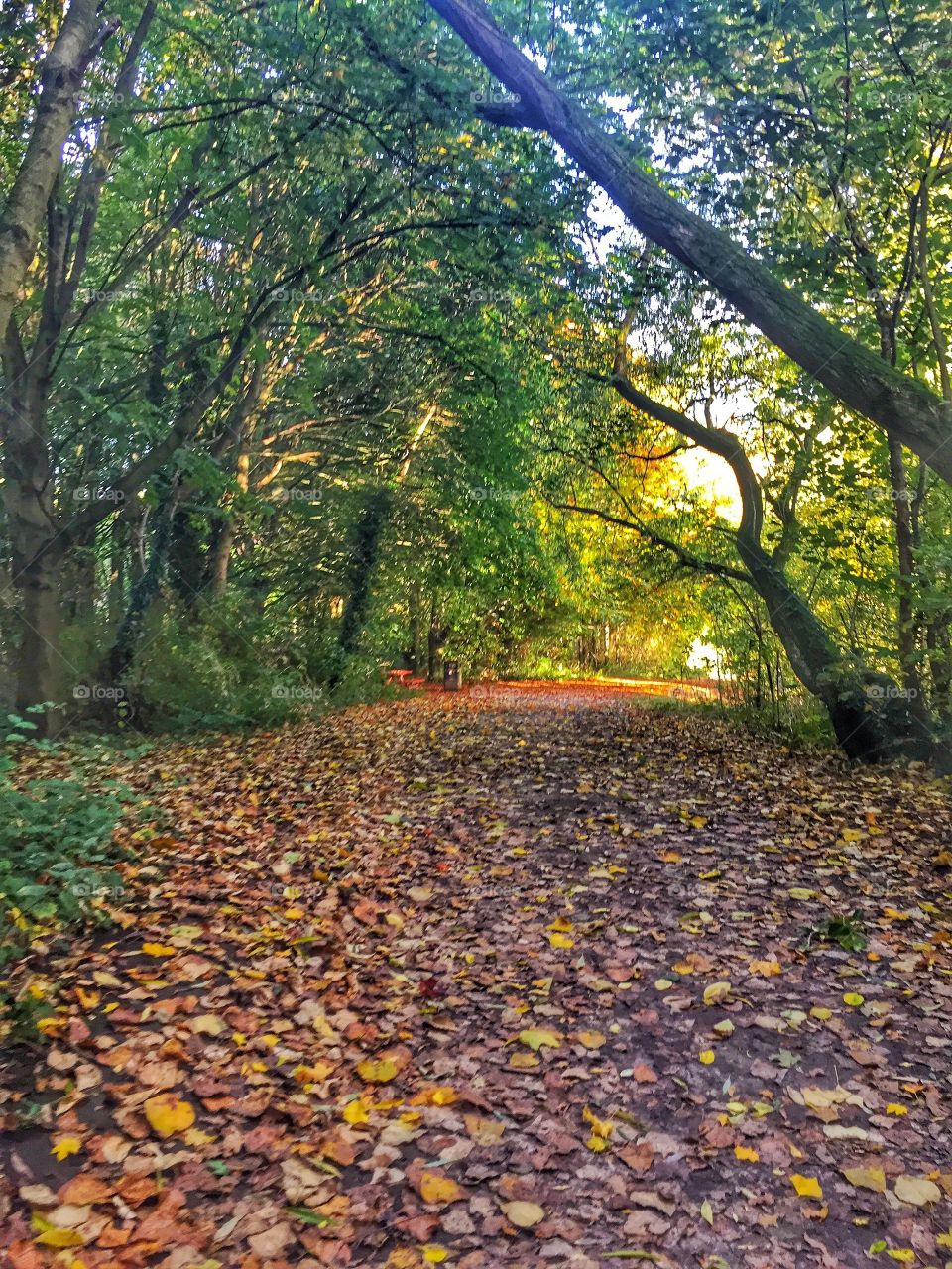 Autumn in the forest