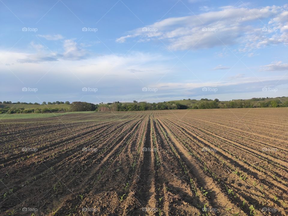 Flat cropland field Banat Serbia springtime