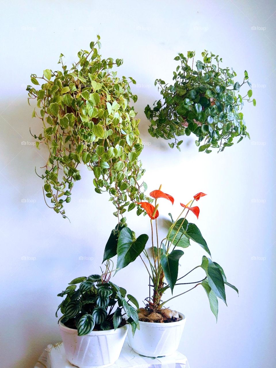 indoor plants