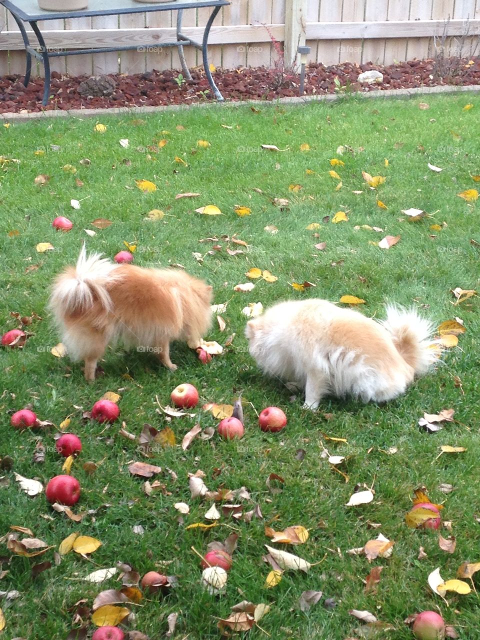 Dogs staring at the fallen apples. 
