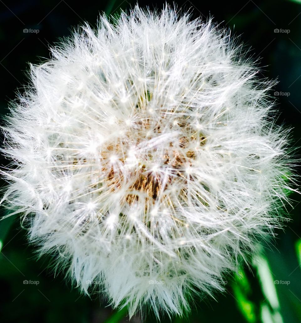 Dandelion Series Continues 