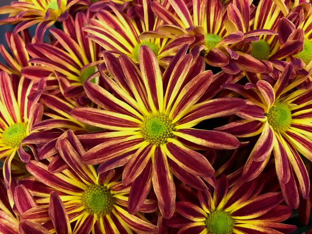 Festive Fall Flowers.