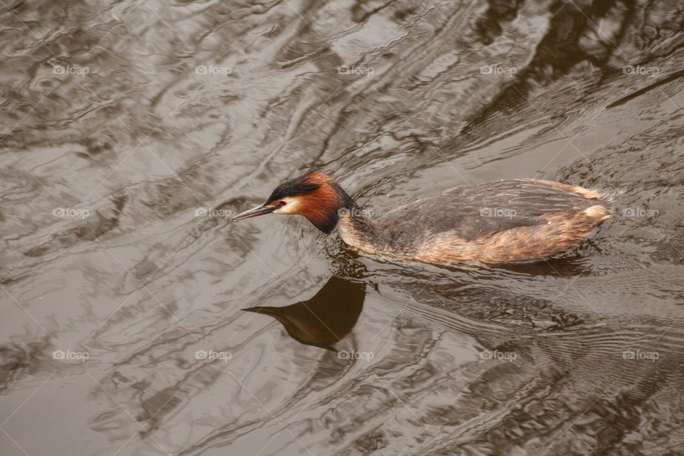 Great crested grebe swimming through a river in the Netherlands.