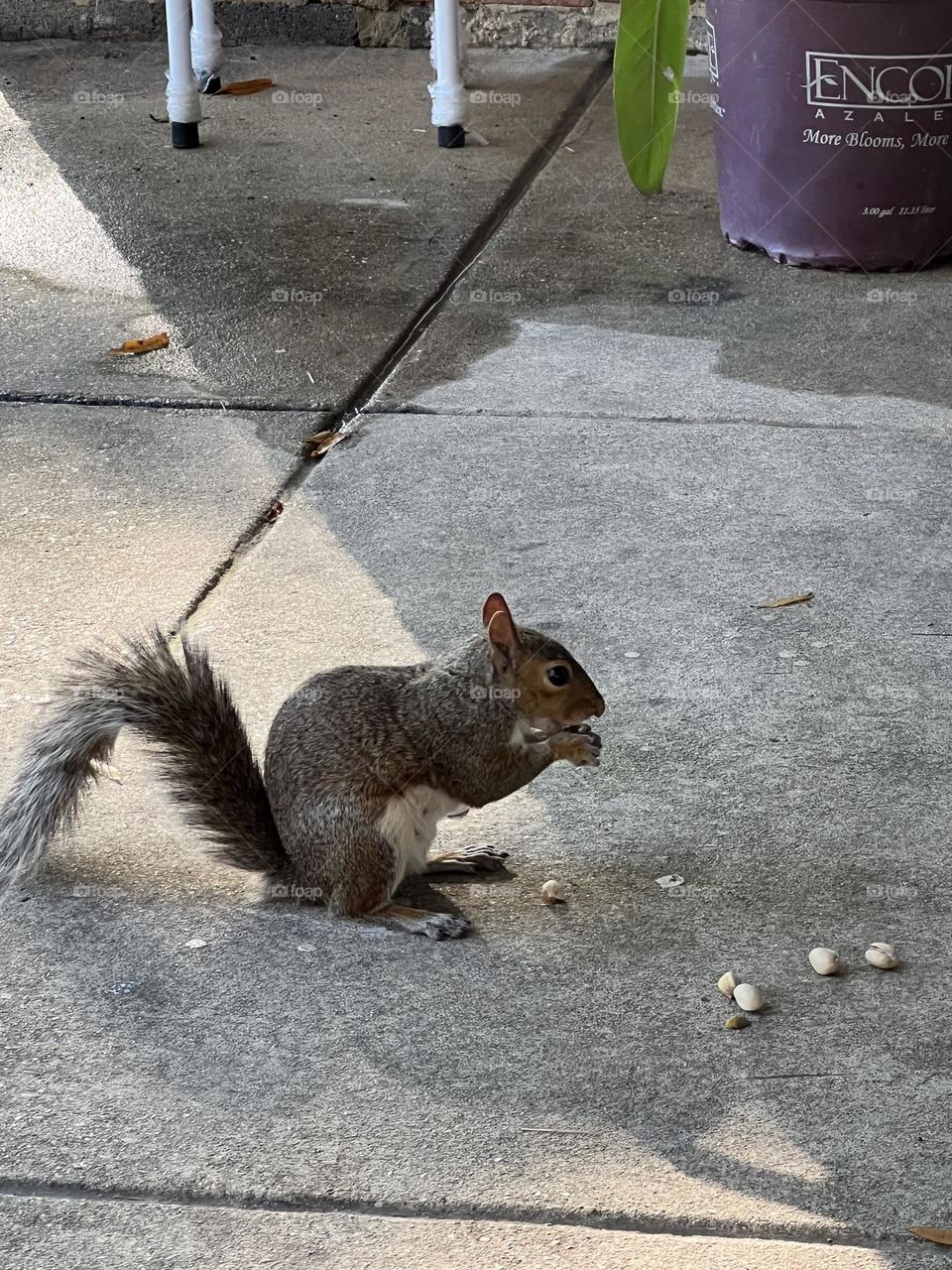 Squirrel