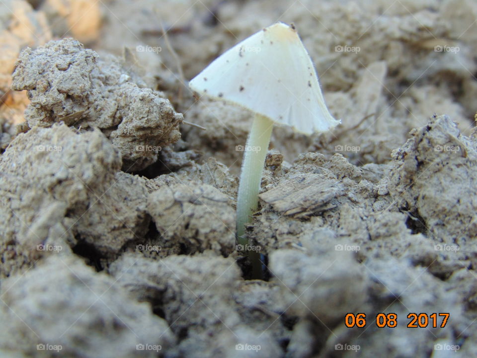 tiny white mushroom