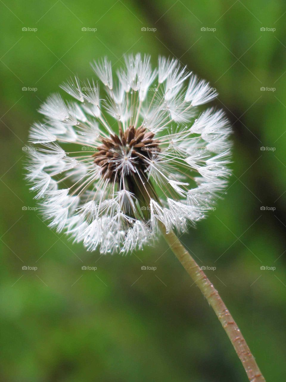 Dandelion